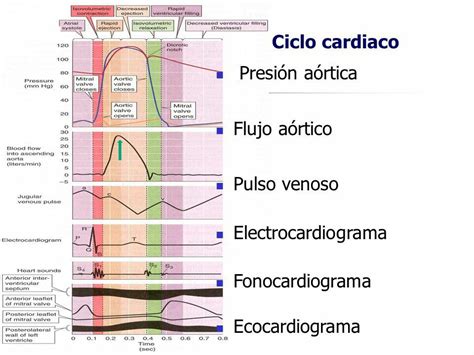 Un Ciclo Card Aco Incluye Todos Los Fen Menos Asociados Con Un Latido