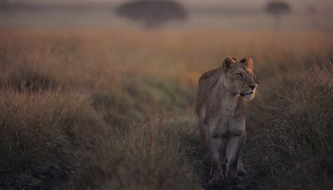 Animal Adaptations for Temperate Grasslands | Sciencing