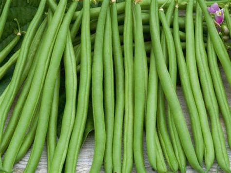 Haricot Nain Mangetout Rugally