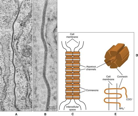 4: Cytoskeleton, Cell Junctions, Fibroblasts, and Extracellular Matrix ...