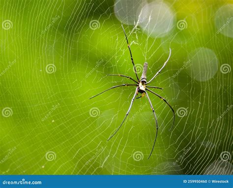 Captura Aproximada De Uma Aranha De Nefila Pilipes Em Sua Teia Em Uma