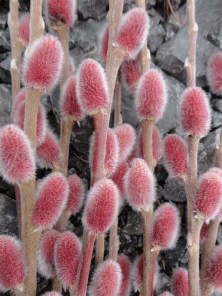 Pink Pussy Willow Salix Gracilistyla Mt Aso Japanese Pink Pussy Willow Red Bud Pussy Willow