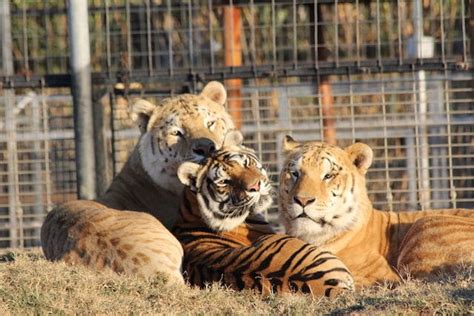 10 Interesting Facts About Ligers (...and Yes, They're Real) - Toptenz.net