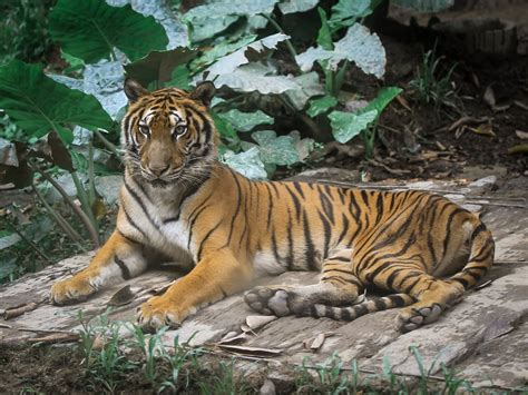 Peranan Undang Undang Untuk Melindungi Harimau Malaya Bahagian 2