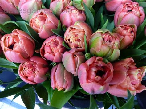 Тюльпан Купер Имидж Фото — Mixyfotos.ru