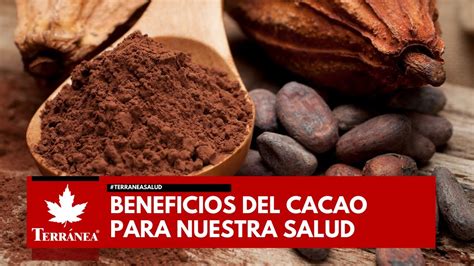 Beneficios Y Usos De La Semilla De Cacao Comercio Justo