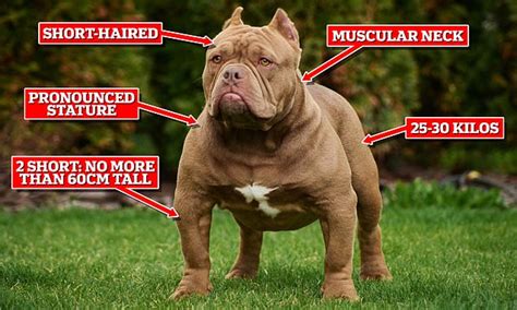 How the authorities might decide your dog is an XL Bully: Key ...