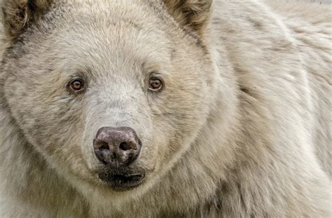 Spirit Bear and the Great Bear Rainforest Shine in Imax Film – Vacay.ca