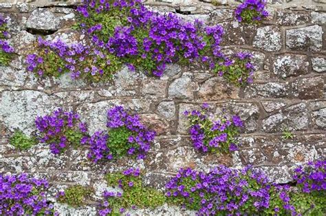 Plantes vivaces plein soleil 10 espèces faciles à cultiver