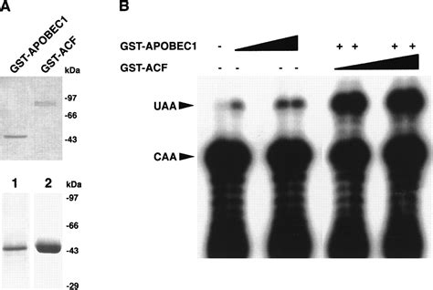 Optimization Of Apolipoprotein B Mrna Editing By Apobec1 Apoenzyme And The Role Of Its Auxiliary