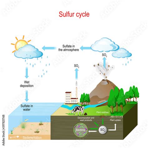 Sulfur Cycle For Dummies