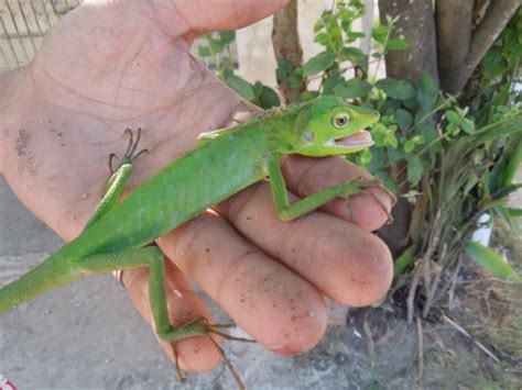 Reptiles Of The Philippiness Check List ·