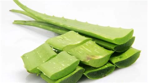 Neem And Aloe Vera Your Skin Care Essentials Health News Zee News