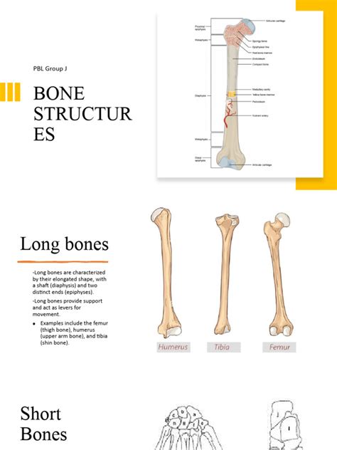 BOne Structures | PDF