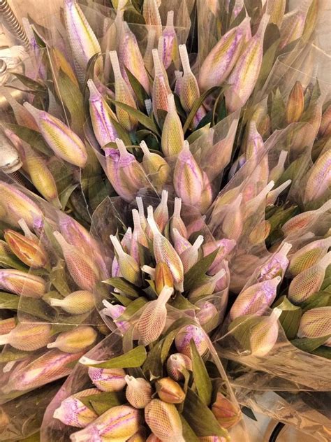 Th M M T Lo I Hoa Hot Trend T T Nguy N N M U P L V H P Phong Th Y N M R Ng H Ng V