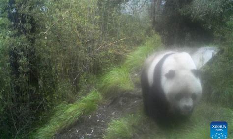 Wild Giant Panda Caught On Camera In Chinas Sichuan Global Times