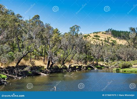 The Blackwood River Flowing Through The Forest Near Nannup Western