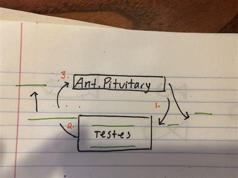 Male Hormone System Diagram | Quizlet