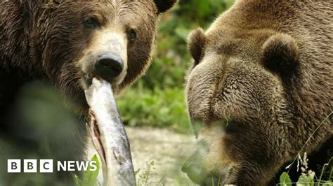 Bear Cub Snowy Killed By Car In Grand Teton National Park Bbc News