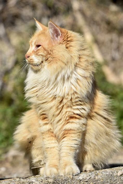 Gatto Maine Coon stock photo. Image of america, natural - 169422002