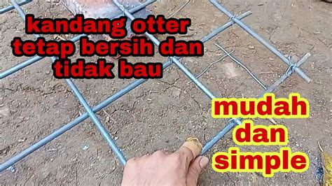 Tips Terbaru Agar Kandang Otter Tidak Bau Seumur Hidup Nggak Perlu