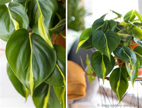 Filodendron pnący Brasil Philodendron scandens Zielony Parapet