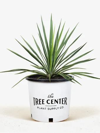 Yucca Plants For Sale Online The Tree Center