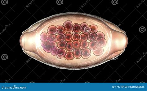 Egg Whipworm Trichuris Infographics Vector Illustration On Isolated