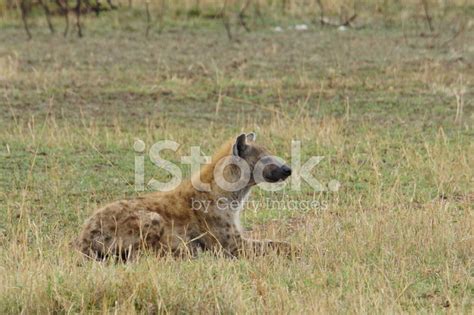 Spotted Hyena Stock Photo | Royalty-Free | FreeImages