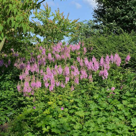 Astilbe Thunbergii Prof Van Der Wielen Astilbe