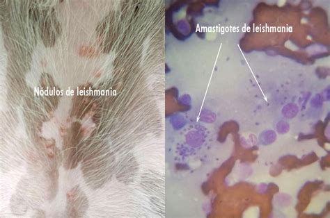 Leishmania Cut Nea Cl Nica Veterinaria Bolta