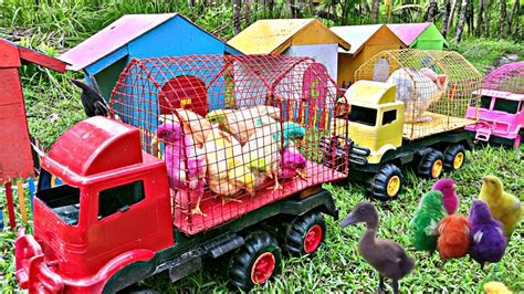 Truck Oleng Angkut Ayam Warna Warniinduk Kerbauinduk Sapisapi Belang