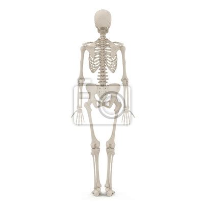 Czaszka Anatomia Fototapety Cienne Na Wymiar Strona Redro Pl