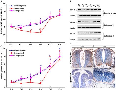 Spatiotemporal Expression Of F In The Posterior Spinal Cords Of