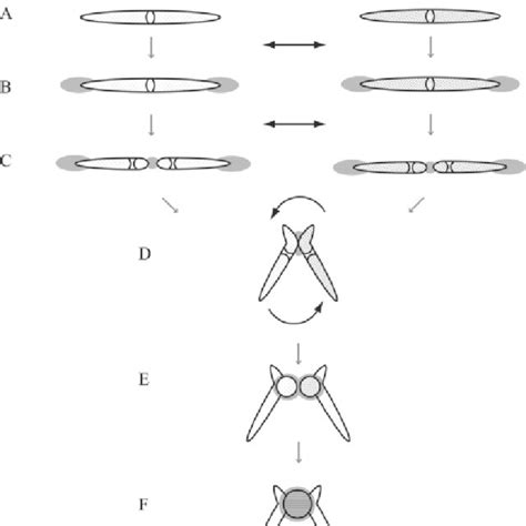 A Schematic Illustration Of The Sexual Reproduction Processes In The C Download High