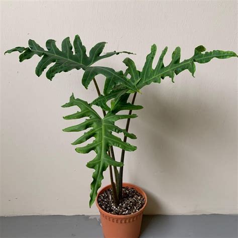 20 Beautiful Alocasia Varieties with Names and Pictures - Pat Garden