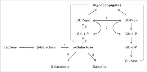 Overview of galactose metabolism: before entering the Leloir pathway ...