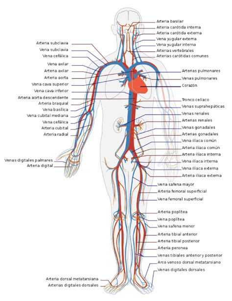 El Aparato Circulatorio Partes Y Funciones Pequeocio