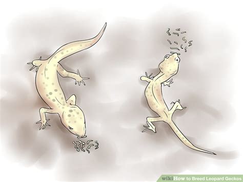 How To Breed Leopard Geckos 14 Steps With Pictures Wikihow Pet