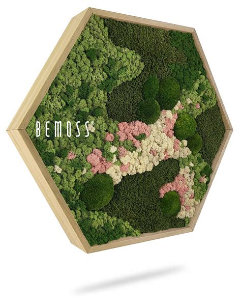 Moosbild Hexagon Bemoss Ortho Pink Bemoss