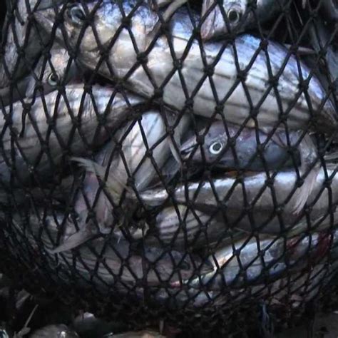 Purse Seine Fishing Nets Bluefin Tuna Cage Weihai Huaxing Nets Co Ltd