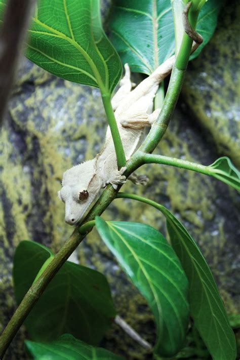 Cricket Feeding Guide How To Feed Crickets To Your Crested Gecko Artofit