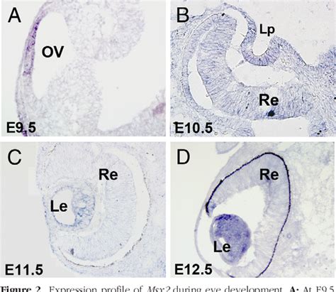 Figure From Loss Of Msx Function Down Regulates The Foxe Expression