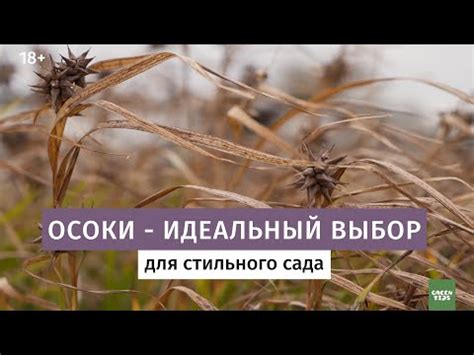 Осока: где растет, посадка и уход, размножение, виды и сорта