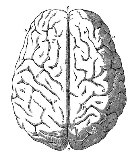 Brain Outline Drawing at GetDrawings | Free download