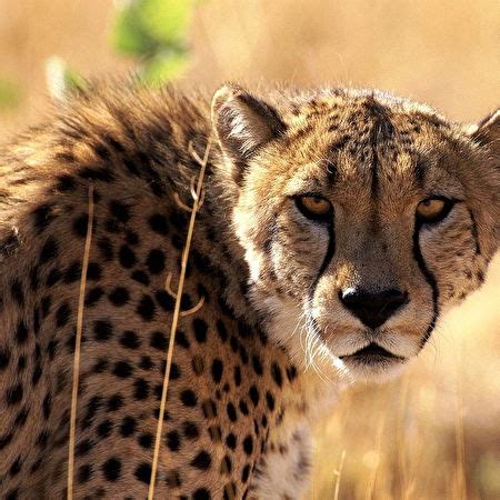 Wildlife, Cheetah, National Geographic wallpaper 🔥 Download Free pictures