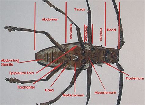 Insects of Alberta - Beetle - Ventral Anatomy