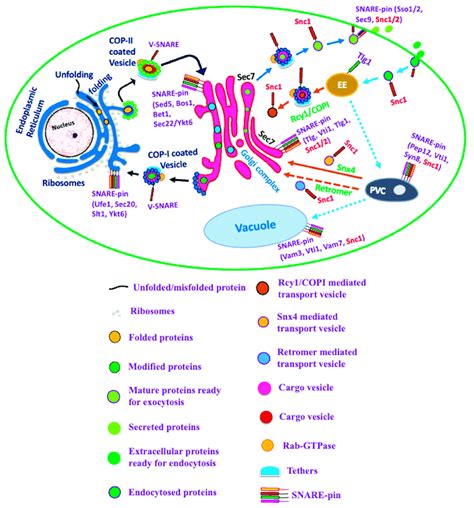 Role Of Snare Protein Snc1 In Vesicle Trafficking And Membrane Fusion Download Scientific