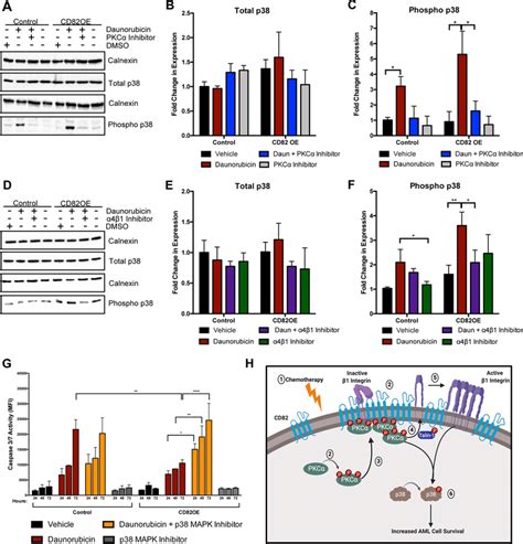 Chemotherapy Activates P Mapk Downstream Of Pkc And Integrin