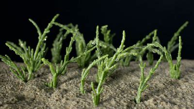 Glasswort | Salt Marsh, Edible, Succulent | Britannica